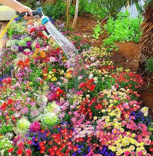 Colorful Flower Seeds (Pack of 100) with Free Growth Supplements